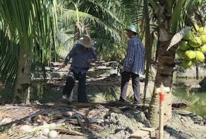 สวนมะพร้าวดำเนินสะดวกอ่วม! ราคาผันผวนหนัก วอนรัฐตรวจสอบล้งกำหนดราคา–คุมเข้มน้ำมะพร้าวปลอมปน หวั่นตลาดพังทั้งระบบ