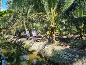 สวนมะพร้าวดำเนินสะดวกอ่วม! ราคาผันผวนหนัก วอนรัฐตรวจสอบล้งกำหนดราคา–คุมเข้มน้ำมะพร้าวปลอมปน หวั่นตลาดพังทั้งระบบ