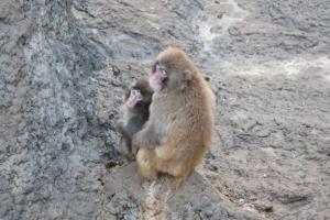 Photo: Ichikawa City Zoo