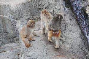 Photo: Ichikawa City Zoo