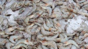 เปิดไฮไลท์วันกุ้งไทยครั้งที่ 35 เจ้าของฟาร์มต้นแบบ   เปิดกลยุทธ์เลี้ยงกุ้งให้สำเร็จอย่างยั่งยืน
