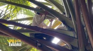 “ป้าตุ๊” หญิงหัวใจแกร่ง แม้วัย 70 กว่า ไม่กลัวความสูง สู้ปีนต้นตาลเพื่อนำใบตาลมาสานชะลอมขาย พร้อมสอนงานจักสานให้ผู้สนใจ!