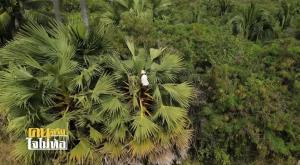 “ป้าตุ๊” หญิงหัวใจแกร่ง แม้วัย 70 กว่า ไม่กลัวความสูง สู้ปีนต้นตาลเพื่อนำใบตาลมาสานชะลอมขาย พร้อมสอนงานจักสานให้ผู้สนใจ!