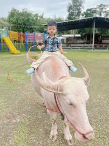 ปิ๊งไอเดีย! โล๊ะสวนยางเก่าเปิดคาเฟ่สวนสัตว์ขนาดย่อมใกล้สนามบิน “ป่าสวนกวางตรัง”