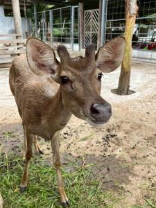 ปิ๊งไอเดีย! โล๊ะสวนยางเก่าเปิดคาเฟ่สวนสัตว์ขนาดย่อมใกล้สนามบิน “ป่าสวนกวางตรัง”