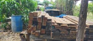 ป่าไม้-ตร.-ปกครอง บุกยึดไม้เถื่อนเกลื่อนป่าลุ่มน้ำวังทองฯกว่า 200 ท่อน แถมแปรรูปลากเข้าบ้านชัด