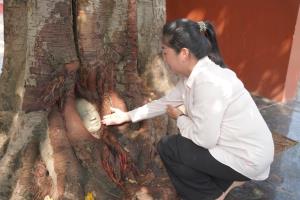 ภาพ: แฟนเพจวัดสวายชุม กัมพูชา