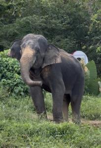 ภาพจากเพจพระครูอ๊อด วัดเจดีย์หลวงเชียงใหม่