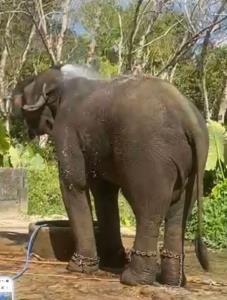 ภาพจากเพจพระครูอ๊อด วัดเจดีย์หลวงเชียงใหม่
