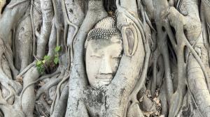 ป้าอยุธยาไม่ทน!  ชูป้ายหน้าวัดมหาธาตุ ยัน “เศียรพระในรากไม้” มรดกไทยกว่า 600 ปี หลังโซเชียลวิจารณ์กัมพูชาสร้างจุดถ่ายภาพเลียนแบบ