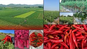 เคนโด้ผงาดขึ้นแท่น "เจ้าพ่อพริก" ผนึกกำลัง "De Smit Food International" ลุยตลาดแปรรูปส่งออกทั่วโลก ชูกำลังผลิต 40 ล้านกิโลกรัมต่อปี