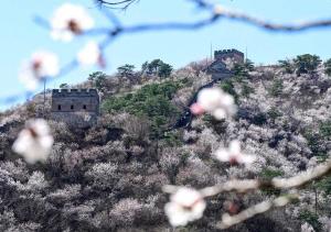 (ชมภาพ) สรรค์มวลดอกไม้ ณ กำแพงเมืองจีน 'ด่านหวงฮวาเฉิง' ในนครปักกิ่ง