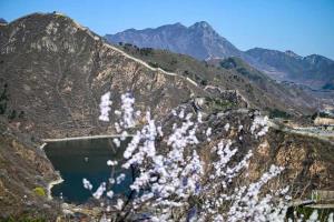 (ชมภาพ) สรรค์มวลดอกไม้ ณ กำแพงเมืองจีน 'ด่านหวงฮวาเฉิง' ในนครปักกิ่ง