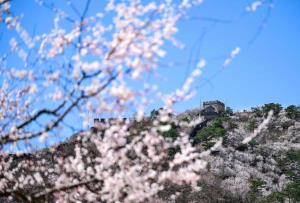 (ชมภาพ) สรรค์มวลดอกไม้ ณ กำแพงเมืองจีน 'ด่านหวงฮวาเฉิง' ในนครปักกิ่ง