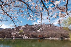 (ชมภาพ) สรรค์มวลดอกไม้ ณ กำแพงเมืองจีน 'ด่านหวงฮวาเฉิง' ในนครปักกิ่ง