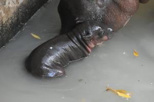 ภาพจากสวนสัตว์ขอนแก่น