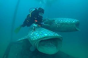 ปตท.สผ. ชวนสัมผัส  “ลานประติมากรรมใต้ทะเล Ocean for Life” แหล่งปะการังเทียมและจุดดำน้ำแห่งใหม่ ที่เกาะเต่า