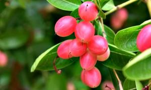 วว. เพิ่มมูลค่าสารสกัด “มะม่วงหาวมะนาวโห่” วิจัยพัฒนาเป็นผลิตภัณฑ์เสริมอาหารรูปแบบเจลลี่