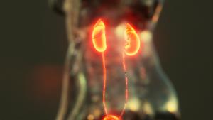 “ปัสสาวะไม่พุ่ง ตื่นกลางดึก” สัญญาณเตือนต่อมลูกหมากโต  เรื่อง (ไม่) ลับที่ชายวัย 50+ ต้องรู้