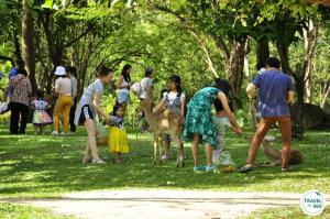 นักท่องเที่ยวสามารถให้อาหารน้องละมั่งได้อย่างใกล้ชิด 