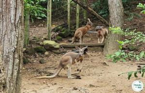 จิงโจ้แดง จอมโดดเด้งจากออสเตรเลีย