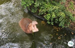 ขาหมู ฮิปโปโปเตมัสดาวดัง โชว์ลีลาอ้าปากอวดนักท่องเที่ยว  