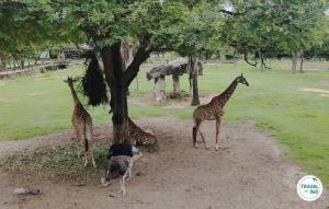 โซนแอฟริกัน ซาวันน่า