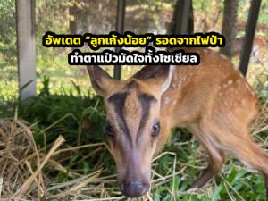 ภาพจากเพจ PR กรมอุทยานแห่งชาติ สัตว์ป่า และพันธุ์พืช
