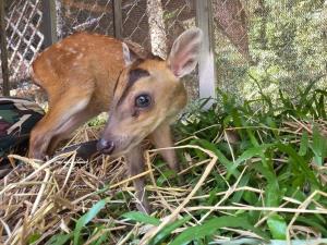 ภาพจากเพจ PR กรมอุทยานแห่งชาติ สัตว์ป่า และพันธุ์พืช