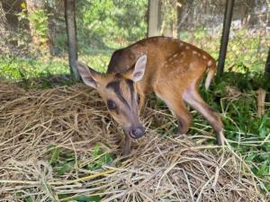 ภาพจากเพจ PR กรมอุทยานแห่งชาติ สัตว์ป่า และพันธุ์พืช