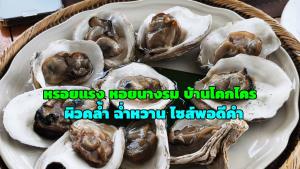 หรอยแรง หอยนางรม “บ้านโคกไคร” สดจากแหล่ง ผิวคล้ำ ฉ่ำหวาน ไซส์พอดีคำ 