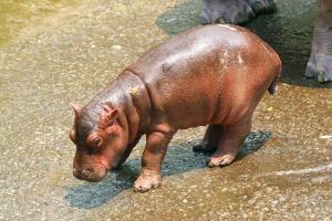 ภาพจากสวนสัตว์เชียงใหม่