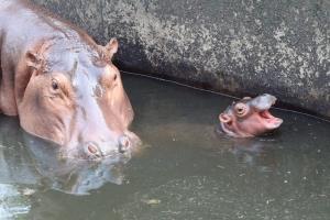 ภาพจากสวนสัตว์เชียงใหม่