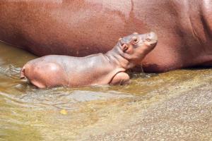 ภาพจากสวนสัตว์เชียงใหม่