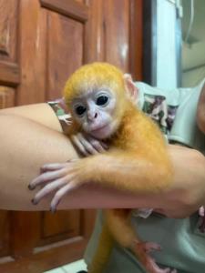 ภาพจากสำนักบริหารพื้นที่อนุรักษ์ที่ 14 ตาก