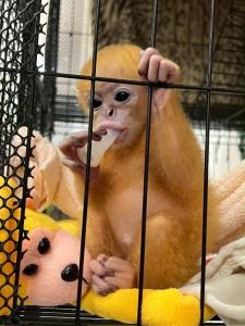 ภาพจากสำนักบริหารพื้นที่อนุรักษ์ที่ 14 ตาก