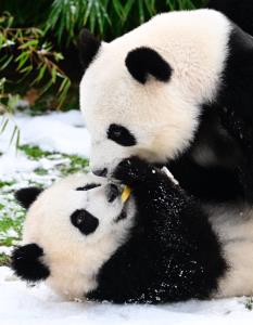 แฟ้มภาพ เอเอฟพี