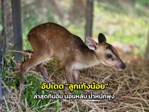 อัปเดต "ลูกเก้งน้อย" ที่รอดจากไฟป่าเขาหลวง ล่าสุดกินอิ่ม นอนหลับ น้ำหนักพุ่ง