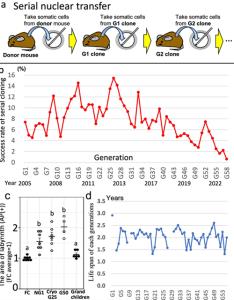 อัตราความสำเร็จของการโคลนนิ่งหนูแบบต่อเนื่องและอายุขัยของหนูโคลลนิ่ง / ภาพ : nature.com 