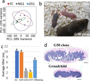  ความสามารถในการสืบพันธุ์ของหนูโคลนและลักษณะปกติของลูกหลานของหนูโคลนนิ่ง / ภาพ : nature.com 