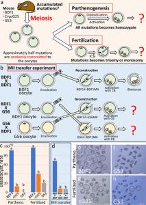 ความปกติของเซลล์ไข่ที่เก็บได้จากหนูที่โคลนนิ่งใหม่ / ภาพ : nature.com