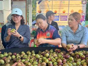 ชาวสวนมังคุดชุมพร ยิ้มไม่หุบหลังสวนราคาพุ่งกิโลกรัมกว่า 100 บาท