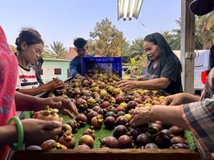 ชาวสวนมังคุดชุมพร ยิ้มไม่หุบหลังสวนราคาพุ่งกิโลกรัมกว่า 100 บาท