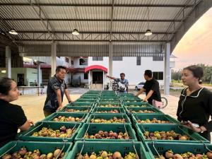 ชาวสวนมังคุดชุมพร ยิ้มไม่หุบหลังสวนราคาพุ่งกิโลกรัมกว่า 100 บาท