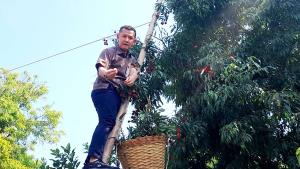 สมุทรสงครามเร่งวิจัย “ลิ้นจี่ค่อม” ใช้วิทยาศาสตร์ไขปริศนาดอกร่วง หวังเพิ่มผลผลิต–ยกระดับรายได้เกษตรกร