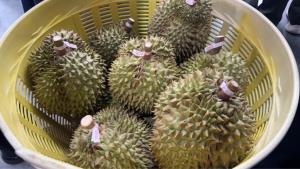 "พาณิชย์" แจงอินฟลูชื่อดังไลฟ์ขายทุเรียนลูกละ 100 บาทเป็นเพียงโปรโมชั่นกระตุ้นยอดขายเกรดรอง