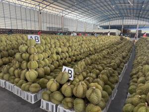 "พาณิชย์" แจงอินฟลูชื่อดังไลฟ์ขายทุเรียนลูกละ 100 บาทเป็นเพียงโปรโมชั่นกระตุ้นยอดขายเกรดรอง