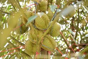 “พาณิชย์” แจง “พิมรี่พาย” ไลฟ์ขายทุเรียนลูกละ 100 เป็นโปรอินฟลูดัง ไซส์เล็กคุณภาพดี ช่วยชาวสวน