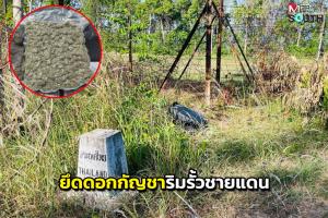 กองทัพมดแตกกระเจิง! จนท.สนธิกำลังยึดช่อดอกกัญชา 58 กก. ริมรั้วชายแดนไทยมาเลเซีย