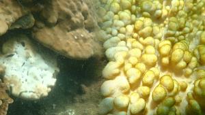 ฤดูร้อน ช่วงเวลาต้องระวัง ก่อนทะเลเครียด จนเกิด ปะการังฟอกขาว